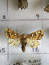  ( - CNCLEP00289519)  @12 [ ] Attribution-NonCommercial-ShareAlike (2021) Canadian National Collection of Insects, Arachnids and Nematodes Canadian National Collection of Insects, Arachnids and Nematodes