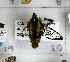  ( - CNCLEP00289674)  @11 [ ] Attribution-NonCommercial-ShareAlike (2021) Canadian National Collection of Insects, Arachnids and Nematodes Canadian National Collection of Insects, Arachnids and Nematodes