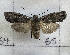  ( - CNCLEP00290952)  @11 [ ] Attribution-NonCommercial-ShareAlike (2021) Canadian National Collection of Insects, Arachnids and Nematodes Canadian National Collection of Insects, Arachnids and Nematodes