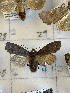  ( - CNCLEP00298839)  @11 [ ] OGL-C; Open Government Licence - Canada (2022) Canadian National Collection of Insects, Arachnids and Nematodes Canadian National Collection of Insects, Arachnids and Nematodes