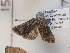  ( - CNCLEP00298954)  @11 [ ] Attribution-NonCommercial-ShareAlike (2021) Canadian National Collection of Insects, Arachnids and Nematodes Canadian National Collection of Insects, Arachnids and Nematodes