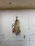  ( - CNCLEP00326901)  @11 [ ] OGL-C; Open Government Licence - Canada (2023) Canadian National Collection of Insects, Arachnids and Nematodes Canadian National Collection of Insects, Arachnids and Nematodes