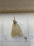  ( - CNCLEP00326904)  @11 [ ] OGL-C; Open Government Licence - Canada (2023) Canadian National Collection of Insects, Arachnids and Nematodes Canadian National Collection of Insects, Arachnids and Nematodes