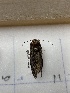  ( - CNCLEP00326911)  @11 [ ] OGL-C; Open Government Licence - Canada (2023) Canadian National Collection of Insects, Arachnids and Nematodes Canadian National Collection of Insects, Arachnids and Nematodes
