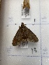  ( - CNCLEP00326913)  @11 [ ] OGL-C; Open Government Licence - Canada (2023) Canadian National Collection of Insects, Arachnids and Nematodes Canadian National Collection of Insects, Arachnids and Nematodes