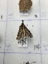  ( - CNCLEP00326914)  @11 [ ] OGL-C; Open Government Licence - Canada (2023) Canadian National Collection of Insects, Arachnids and Nematodes Canadian National Collection of Insects, Arachnids and Nematodes
