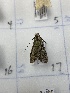  (Neophaenis aedemon - CNCLEP00326917)  @11 [ ] OGL-C; Open Government Licence - Canada (2023) Canadian National Collection of Insects, Arachnids and Nematodes Canadian National Collection of Insects, Arachnids and Nematodes