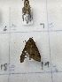  ( - CNCLEP00326919)  @11 [ ] OGL-C; Open Government Licence - Canada (2023) Canadian National Collection of Insects, Arachnids and Nematodes Canadian National Collection of Insects, Arachnids and Nematodes