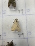 ( - CNCLEP00326929)  @11 [ ] OGL-C; Open Government Licence - Canada (2023) Canadian National Collection of Insects, Arachnids and Nematodes Canadian National Collection of Insects, Arachnids and Nematodes