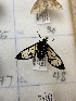  ( - CNCLEP00326948)  @11 [ ] OGL-C; Open Government Licence - Canada (2023) Canadian National Collection of Insects, Arachnids and Nematodes Canadian National Collection of Insects, Arachnids and Nematodes