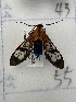  ( - CNCLEP00326955)  @11 [ ] OGL-C; Open Government Licence - Canada (2023) Canadian National Collection of Insects, Arachnids and Nematodes Canadian National Collection of Insects, Arachnids and Nematodes