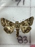  ( - CNCLEP00334821)  @11 [ ] OGL-C; Open Government Licence - Canada (2025) Canadian National Collection of Insects, Arachnids and Nematodes Canadian National Collection of Insects, Arachnids and Nematodes