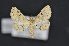  (Mursa phtisialis - CNCLEP 00113544)  @14 [ ] CreativeCommons - Attribution Non-Commercial Share-Alike (2016) Unspecified Unspecified