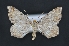  ( - CNCLEP 00113718)  @14 [ ] CreativeCommons - Attribution Non-Commercial Share-Alike (2010) Jocelyn Gill Canadian National Collection (CNC) of Insects, Arachnids and Nematodes