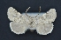  ( - CNCLEP 00113741)  @14 [ ] CreativeCommons - Attribution Non-Commercial Share-Alike (2010) Jocelyn Gill Canadian National Collection (CNC) of Insects, Arachnids and Nematodes