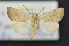  ( - CNCLEP 00113753)  @15 [ ] CreativeCommons - Attribution Non-Commercial Share-Alike (2010) Jocelyn Gill Canadian National Collection (CNC) of Insects, Arachnids and Nematodes