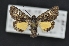  ( - CNCLEP 00113769)  @14 [ ] CreativeCommons - Attribution Non-Commercial Share-Alike (2010) Jocelyn Gill Canadian National Collection (CNC) of Insects, Arachnids and Nematodes