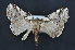  ( - CNCLEP 00113820)  @14 [ ] CreativeCommons - Attribution Non-Commercial Share-Alike (2010) Jocelyn Gill Canadian National Collection (CNC) of Insects, Arachnids and Nematodes