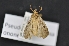  ( - CNCLEP 00113825)  @13 [ ] CreativeCommons - Attribution Non-Commercial Share-Alike (2010) Jocelyn Gill Canadian National Collection (CNC) of Insects, Arachnids and Nematodes