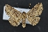  ( - CNCLEP 00113886)  @14 [ ] CreativeCommons - Attribution Non-Commercial Share-Alike (2010) Jocelyn Gill Canadian National Collection (CNC) of Insects, Arachnids and Nematodes