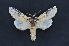  ( - CNCLEP 00113914)  @13 [ ] CreativeCommons - Attribution Non-Commercial Share-Alike (2010) Jocelyn Gill Canadian National Collection (CNC) of Insects, Arachnids and Nematodes