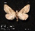  ( - CNCLEP 00116300)  @14 [ ] CreativeCommons - Attribution Non-Commercial Share-Alike (2010) Canadian National Collection of Insects, Arachnids and Nematodes Canadian National Collection of Insects, Arachnids and Nematodes
