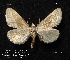  ( - CNCLEP 00116309)  @14 [ ] CreativeCommons - Attribution Non-Commercial Share-Alike (2010) Canadian National Collection of Insects, Arachnids and Nematodes Canadian National Collection of Insects, Arachnids and Nematodes