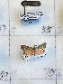  ( - CS19002)  @11 [ ] OGL-C; Open Government Licence - Canada (2022) Canadian National Collection of Insects, Arachnids and Nematodes Canadian National Collection of Insects, Arachnids and Nematodes