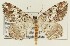  ( - DH027344)  @11 [ ] CreativeCommons  Attribution (by) (2018) Daniel Handfield Unspecified