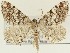  ( - DH027275)  @11 [ ] CreativeCommons  Attribution (by) (2018) Daniel Handfield Unspecified