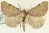  (Macaria sulphurea - DH026850)  @11 [ ] CreativeCommons  Attribution (by) (2018) Daniel Handfield Unspecified