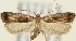  ( - MDH019105)  @13 [ ] CreativeCommons  Attribution (by) (2018) Daniel Handfield Unspecified