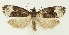  ( - MDH021742)  @11 [ ] CreativeCommons  Attribution (by) (2018) Daniel Handfield Unspecified