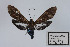  ( - Knudson 003)  @12 [ ] CreativeCommons - Attribution Share-Alike (2010) Eric H. Metzler collection Canadian National Collection of Insects, Arachnids and Nematodes