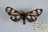  ( - Knudson 011)  @11 [ ] CreativeCommons - Attribution Share-Alike (2010) Eric H. Metzler collection Canadian National Collection of Insects, Arachnids and Nematodes