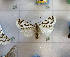  (Spilosoma sp - LACM ENT 332598)  @11 [ ] Attribution-NonCommercial-ShareAlike (2021) Canadian National Collection of Insects, Arachnids and Nematodes Canadian National Collection of Insects, Arachnids and Nematodes