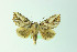  (Elydnodes - MGCL-NOC-65340)  @11 [ ] CreativeCommons  Attribution Share-Alike (by-sa) (2010) Canadian National Collection of Insects, Arachnids and Nematodes Canadian National Collection of Insects, Arachnids and Nematodes