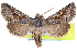  ( - CNCNoctuoidea15204)  @15 [ ] CreativeCommons - Attribution (2014) CBG Photography Group Centre for Biodiversity Genomics