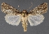  (Sympistis khepri - DLWC011048)  @11 [ ] CreativeCommons  Attribution (by) (2019) David Wikle Canadian National Collection of Insects and Nematodes
