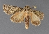  ( - DLWC011098)  @11 [ ] CreativeCommons  Attribution (by) (2019) David Wikle Canadian National Collection of Insects and Nematodes