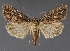  ( - DLWC011179)  @11 [ ] CreativeCommons  Attribution (by) (2019) David Wikle Canadian National Collection of Insects and Nematodes