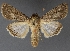  ( - DLWC011210)  @11 [ ] CreativeCommons  Attribution (by) (2019) David Wikle Canadian National Collection of Insects and Nematodes
