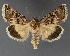  ( - DLWC011252)  @11 [ ] CreativeCommons  Attribution (by) (2019) David Wikle Canadian National Collection of Insects and Nematodes