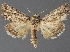  ( - DLWC011269)  @11 [ ] CreativeCommons  Attribution (by) (2019) David Wikle Canadian National Collection of Insects and Nematodes