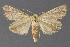  ( - DLWC011280)  @11 [ ] CreativeCommons  Attribution (by) (2019) David Wikle Canadian National Collection of Insects and Nematodes