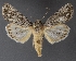  ( - DLWC011303)  @11 [ ] CreativeCommons  Attribution (by) (2019) David Wikle Canadian National Collection of Insects and Nematodes