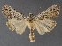  ( - DLWC011340)  @11 [ ] CreativeCommons  Attribution (by) (2019) David Wikle Canadian National Collection of Insects and Nematodes
