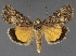  ( - DLWC011409)  @11 [ ] CreativeCommons  Attribution (by) (2019) David Wikle Canadian National Collection of Insects and Nematodes
