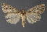  ( - DLWC011419)  @11 [ ] CreativeCommons  Attribution (by) (2019) David Wikle Canadian National Collection of Insects and Nematodes