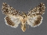  ( - DLWC011437)  @11 [ ] CreativeCommons  Attribution (by) (2019) David Wikle Canadian National Collection of Insects and Nematodes